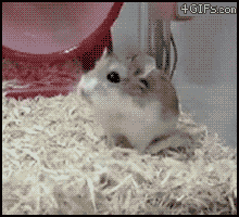 Hamster qui tourne